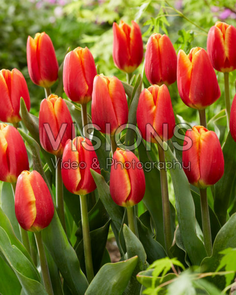 Tulipa Carpe Diem
