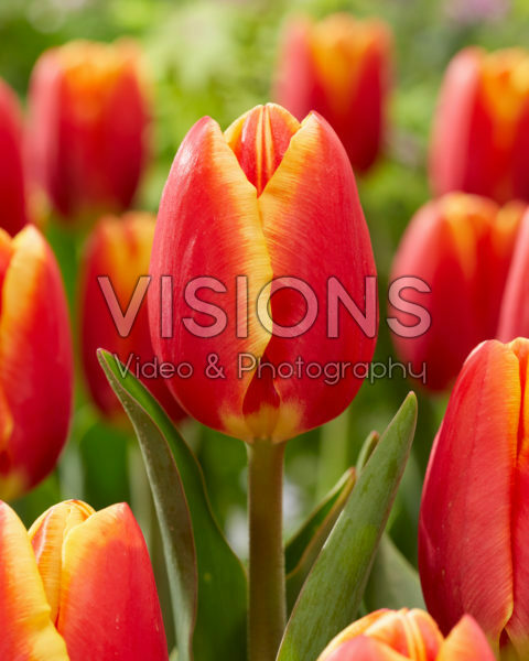 Tulipa Carpe Diem Tulipa Carpe Diem
