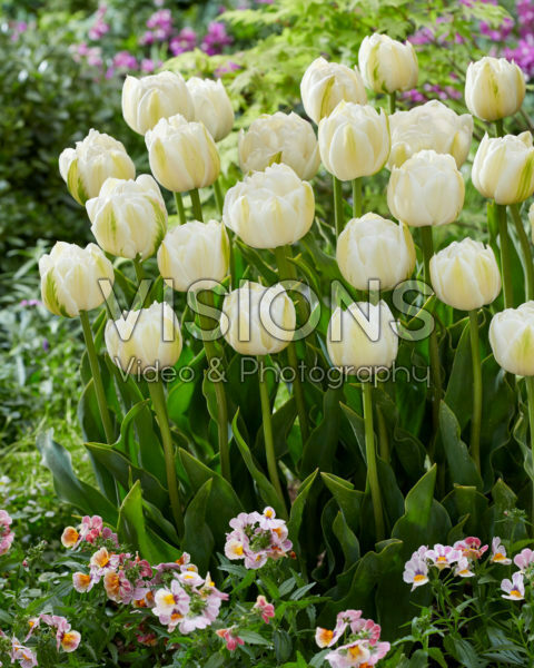 Tulipa Mount Tacoma Tulipa Mount Tacoma