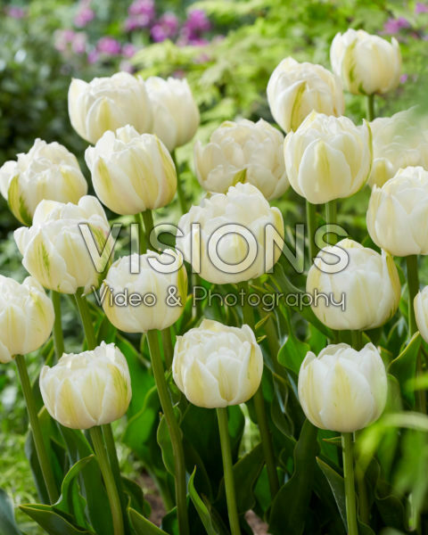 Tulipa Mount Tacoma