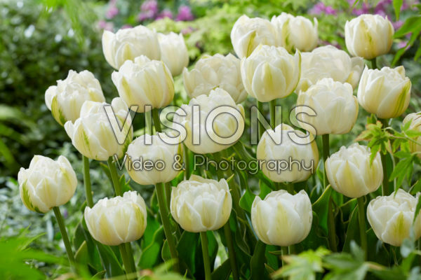 Tulipa Mount Tacoma Tulipa Mount Tacoma