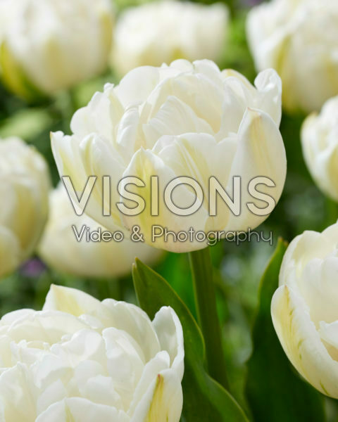Tulipa Mount Tacoma