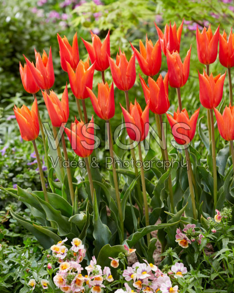 Tulipa Ballerina Tulipa Ballerina