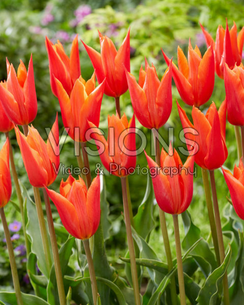 Tulipa Ballerina Tulipa Ballerina