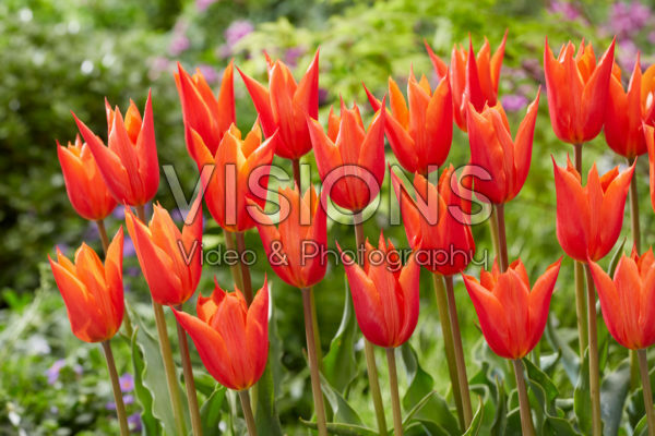 Tulipa Ballerina Tulipa Ballerina