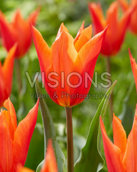 Tulipa Ballerina Tulipa Ballerina