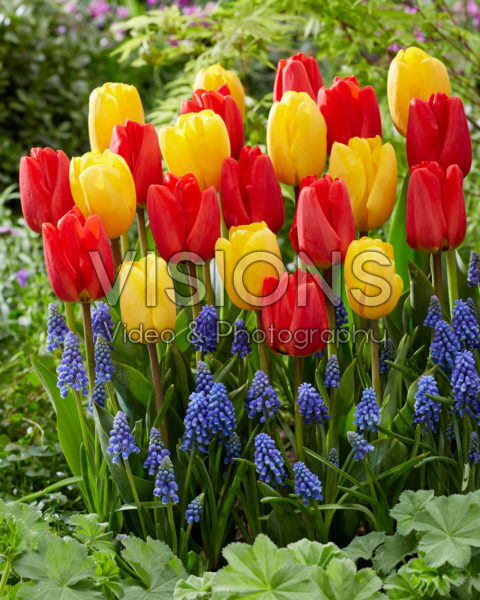 Tulipa and Muscari combination