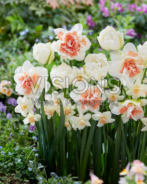 Voorjaarsbloemen mix Voorjaarsbloemen mix