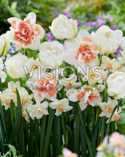 Voorjaarsbloemen mix Voorjaarsbloemen mix