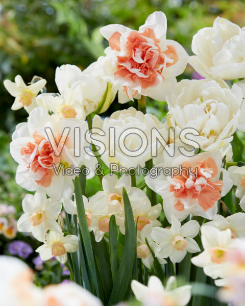 Voorjaarsbloemen mix Voorjaarsbloemen mix