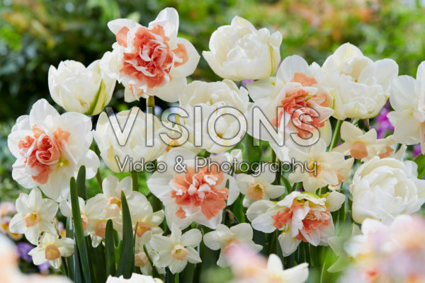 Spring flowers mixed Spring flowers mixed