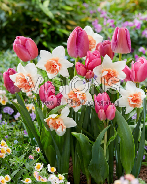 Voorjaarsbloemen mix Voorjaarsbloemen mix