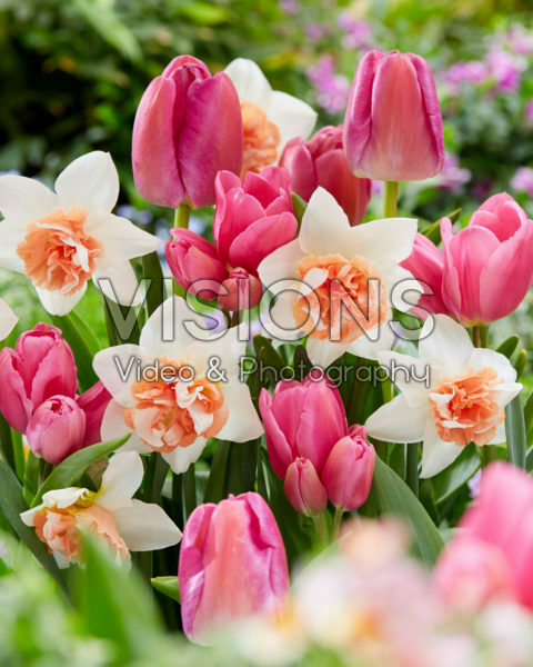 Voorjaarsbloemen mix