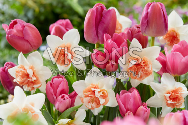 Voorjaarsbloemen mix Voorjaarsbloemen mix
