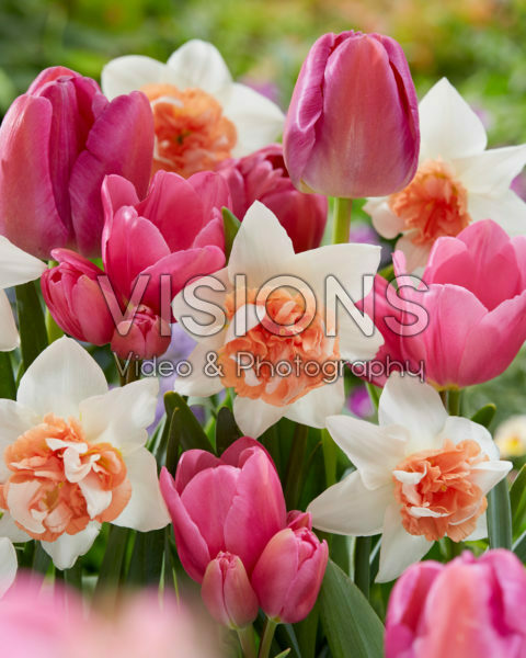 Voorjaarsbloemen mix