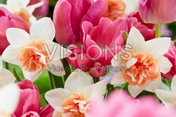 Spring flowers mixed Spring flowers mixed