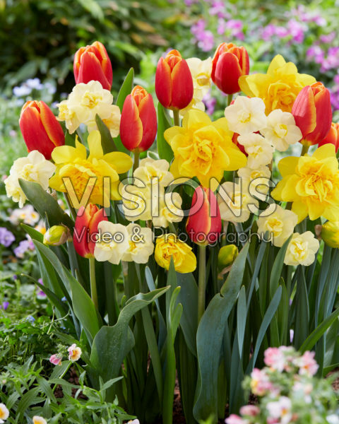 Voorjaarsbloemen mix Voorjaarsbloemen mix