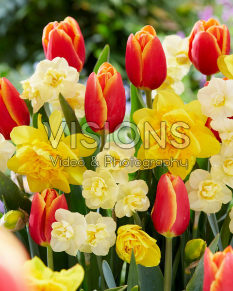 Spring flowers mixed Spring flowers mixed