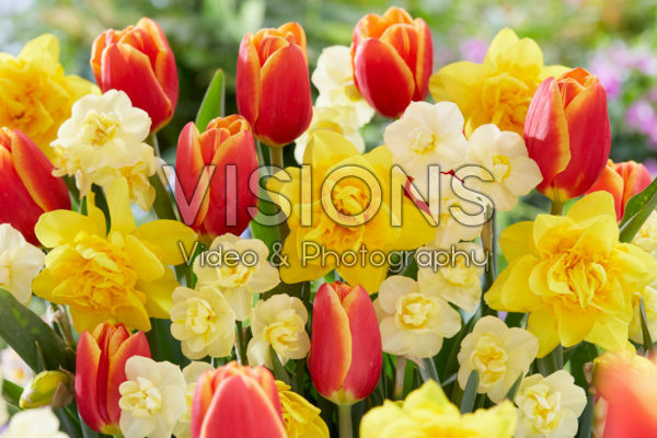 Spring flowers mixed Spring flowers mixed