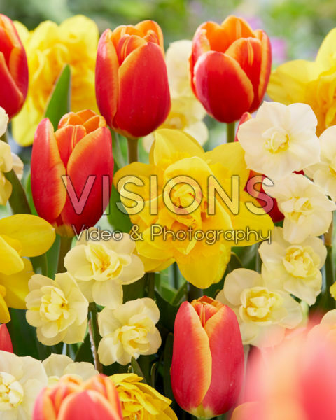 Voorjaarsbloemen mix Voorjaarsbloemen mix