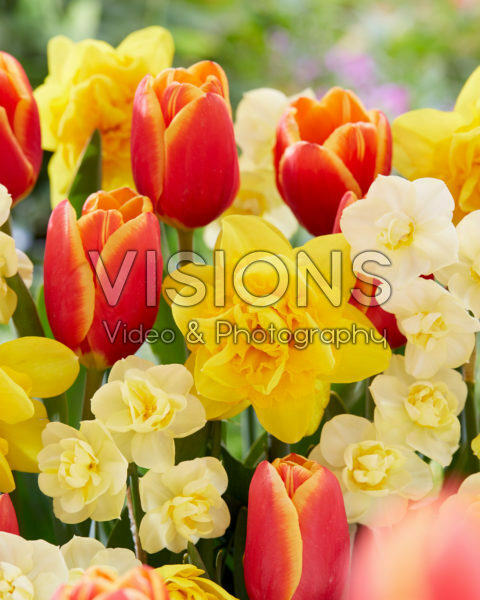 Voorjaarsbloemen mix Voorjaarsbloemen mix