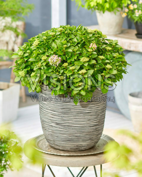 Hydrangea macrophylla Forever&Ever® Hortbux®