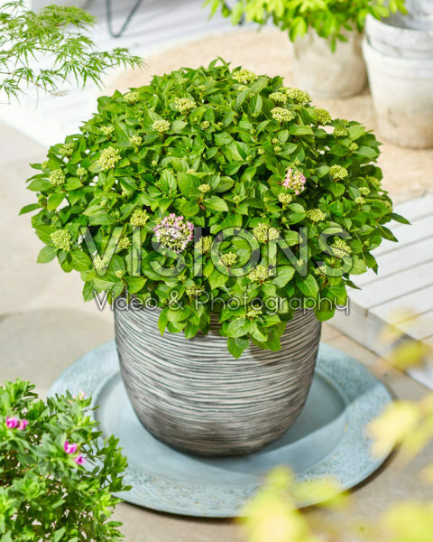 Hydrangea macrophylla Forever&Ever® Hortbux® Hydrangea macrophylla Forever&Ever® Hortbux®