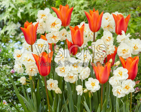 Tulipa Ballerina, Narcissus Winston Churchill