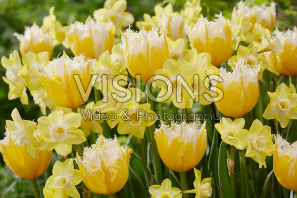 Tulipa Burning Flame, Narcissus Pipit