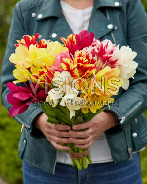 Tulipa Candy Club mix