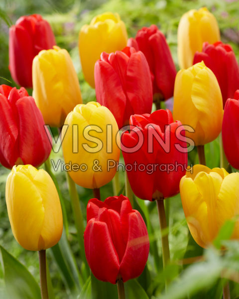 Tulipa Apeldoorn, Golden Apeldoorn Tulipa Apeldoorn, Golden Apeldoorn