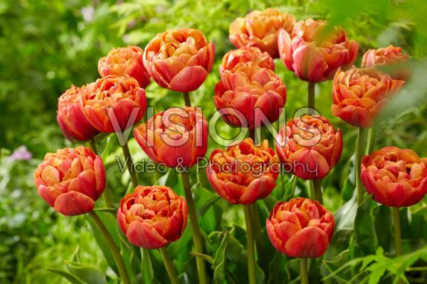 Tulipa Jan Valkering