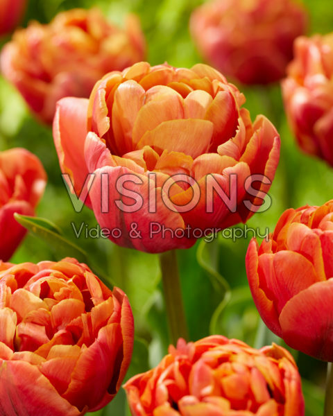 Tulipa Jan Valkering