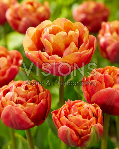 Tulipa Jan Valkering Tulipa Jan Valkering