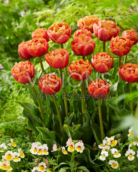 Tulipa Jan Valkering Tulipa Jan Valkering