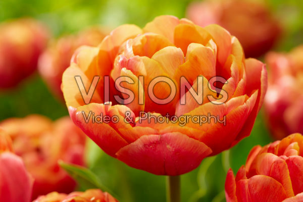 Tulipa Jan Valkering Tulipa Jan Valkering