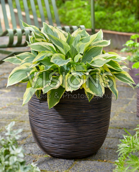 Hosta Silk Road Hosta Silk Road