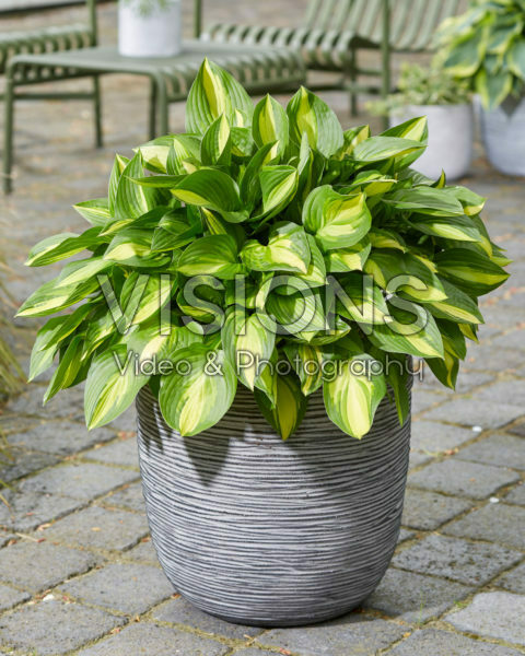 Hosta Lakeside Little Tuft Hosta Lakeside Little Tuft