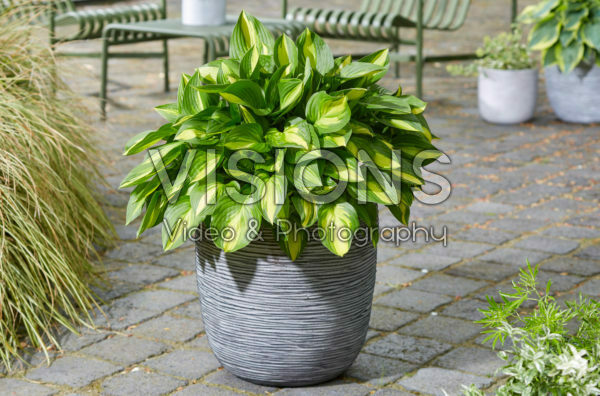 Hosta Lakeside Little Tuft Hosta Lakeside Little Tuft