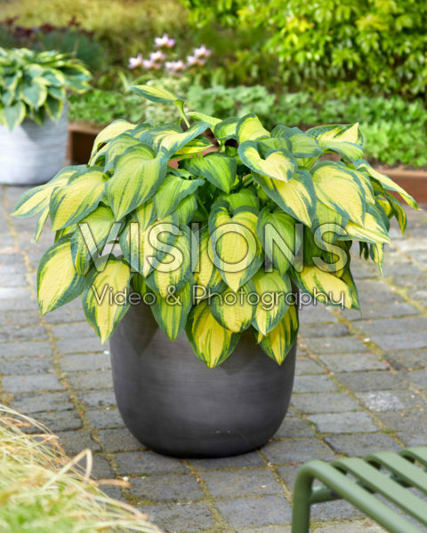 Hosta Orange Marmalade