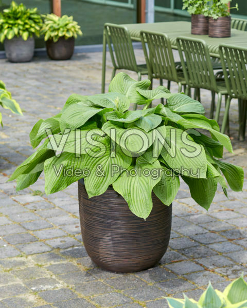 Hosta Lakeside Maverick