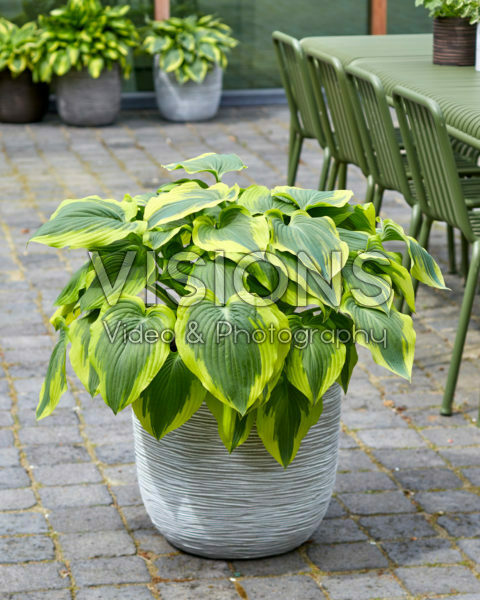 Hosta Broadband