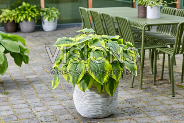 Hosta Broadband Hosta Broadband