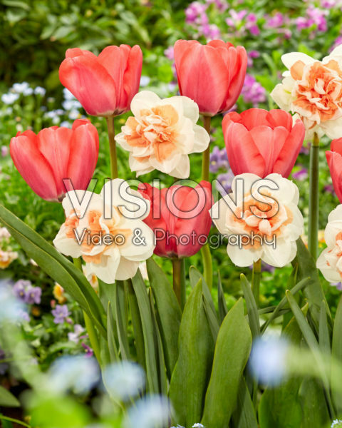 Narcissus Pink Performance, Tulipa Niigata