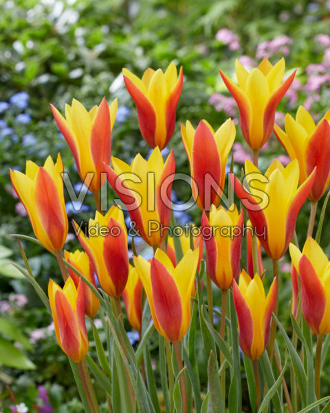 Tulipa clusiana var. chrysantha Tulipa clusiana var. chrysantha