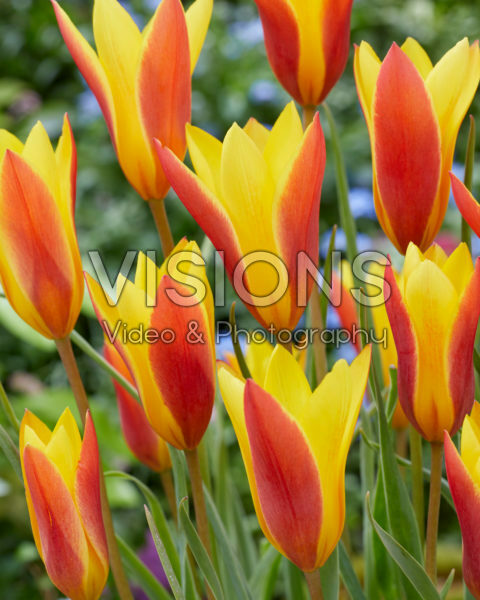 Tulipa clusiana var. chrysantha