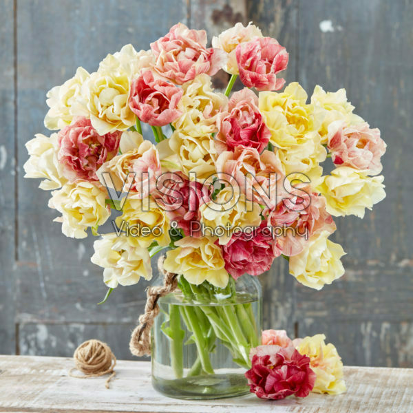 Tulipa Silk Road