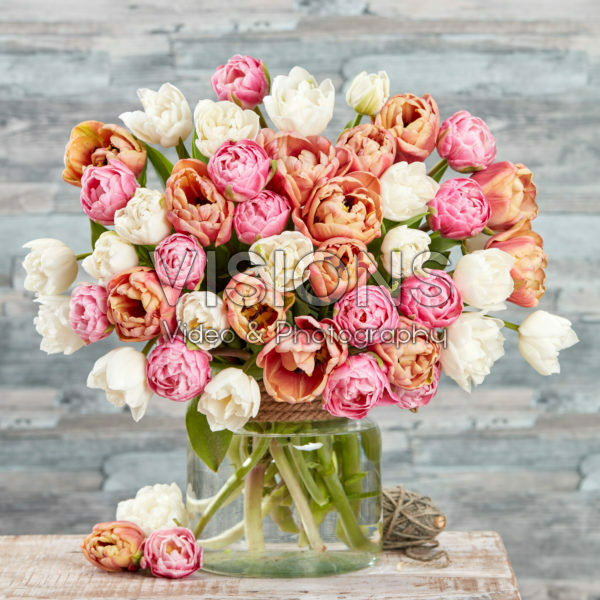 Tulipa double mixed Tulipa double mixed