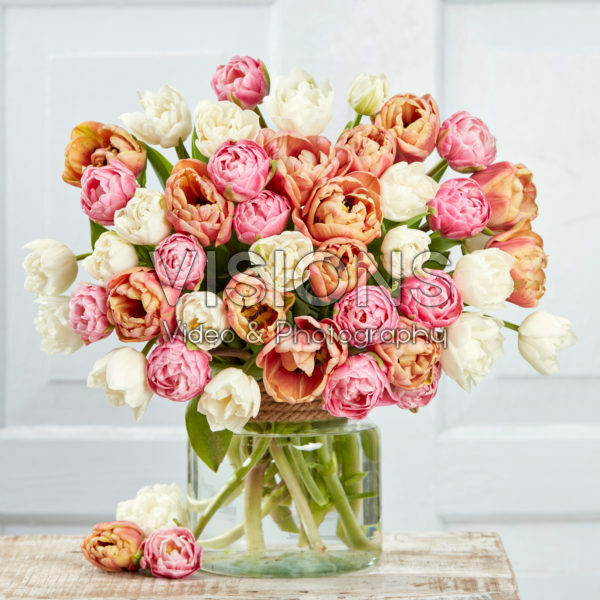 Tulipa double mixed Tulipa double mixed