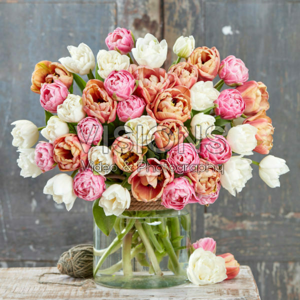Tulipa double mixed